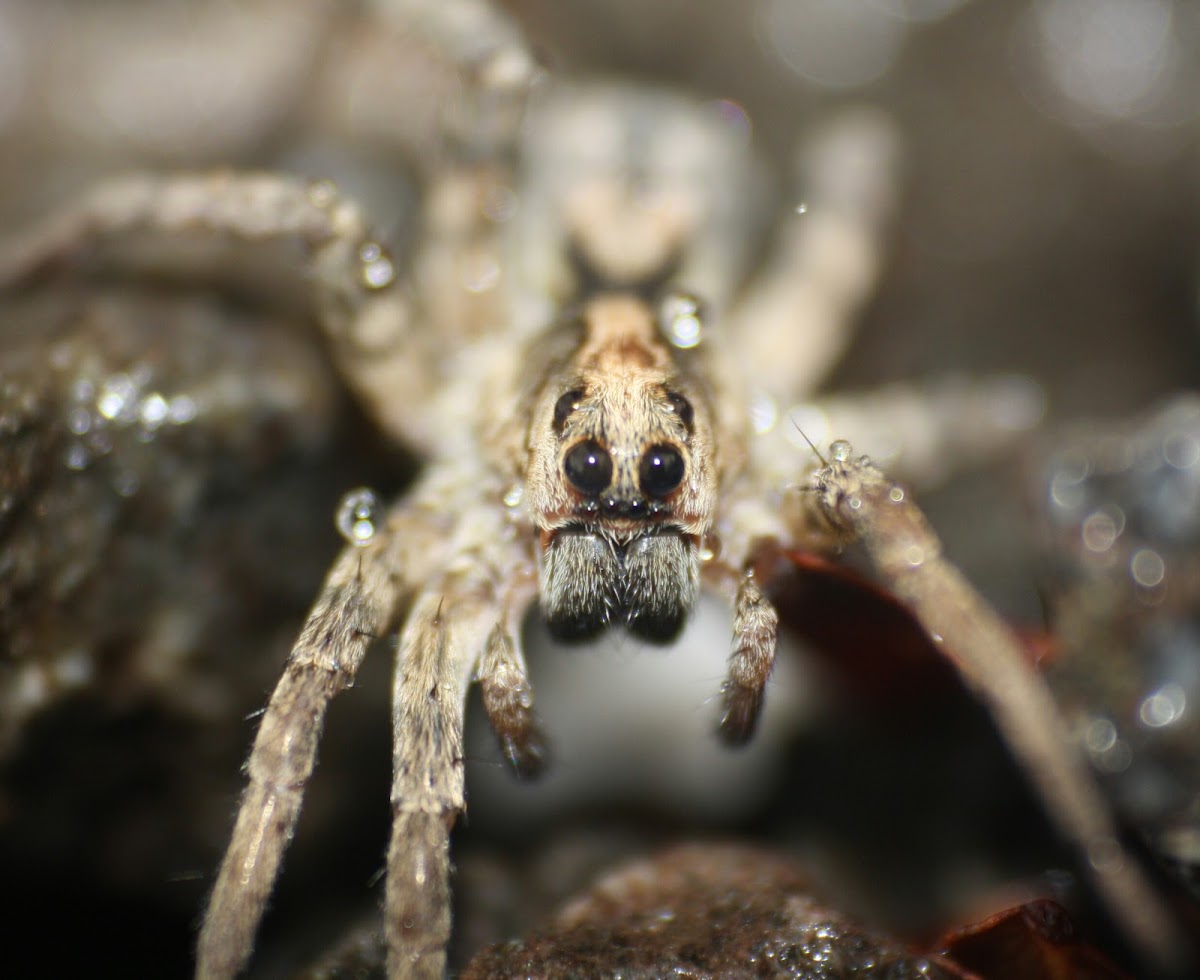 Wolf Spider