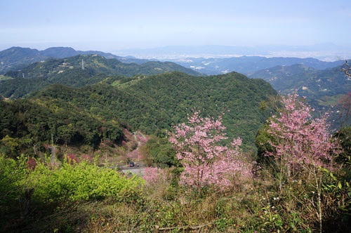 台北景點推薦-三峽櫻花秘境【熊空山觀天下農場】