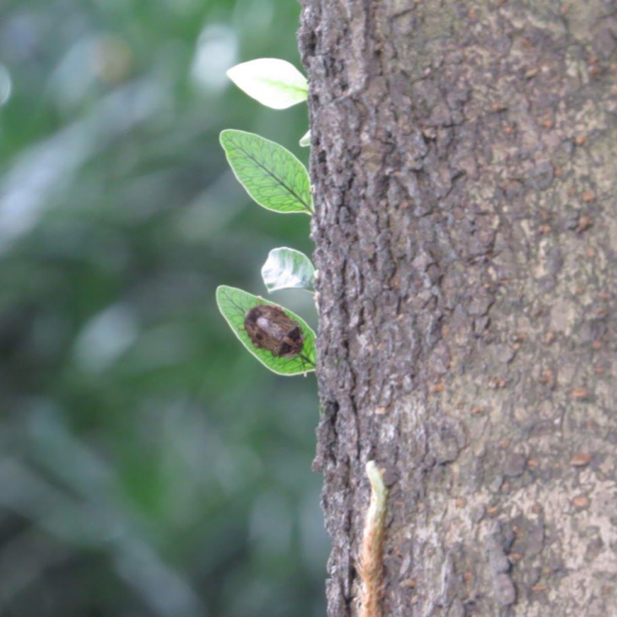 Stink bug (with eggs)