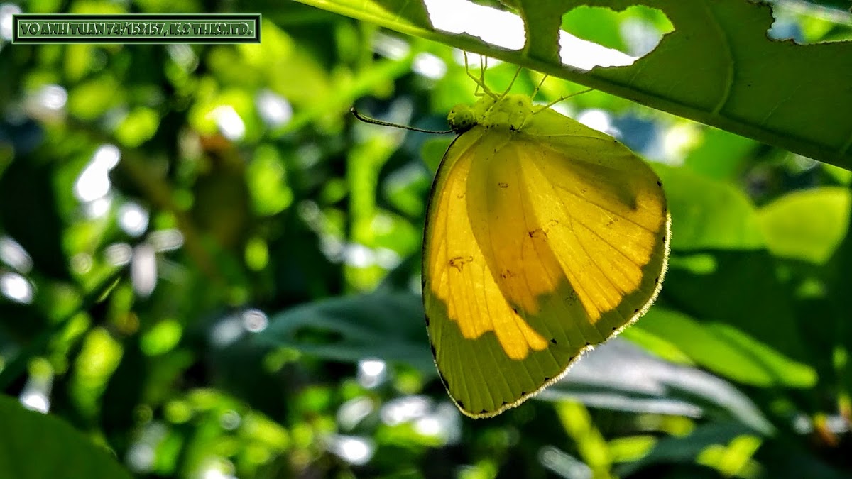 One-spot grass yellow