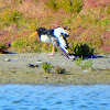 Eurasian oystercatcher