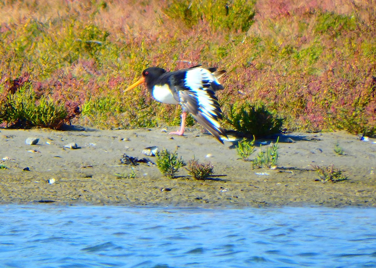 Eurasian oystercatcher