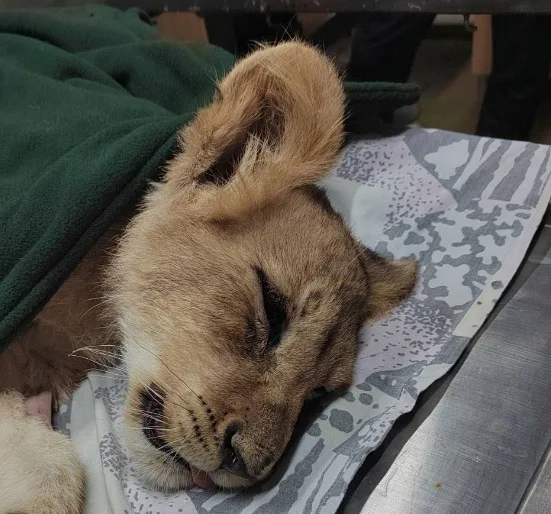 Zoo vrt Palić: Mala lavica je operisana, vodi se borba za njen život