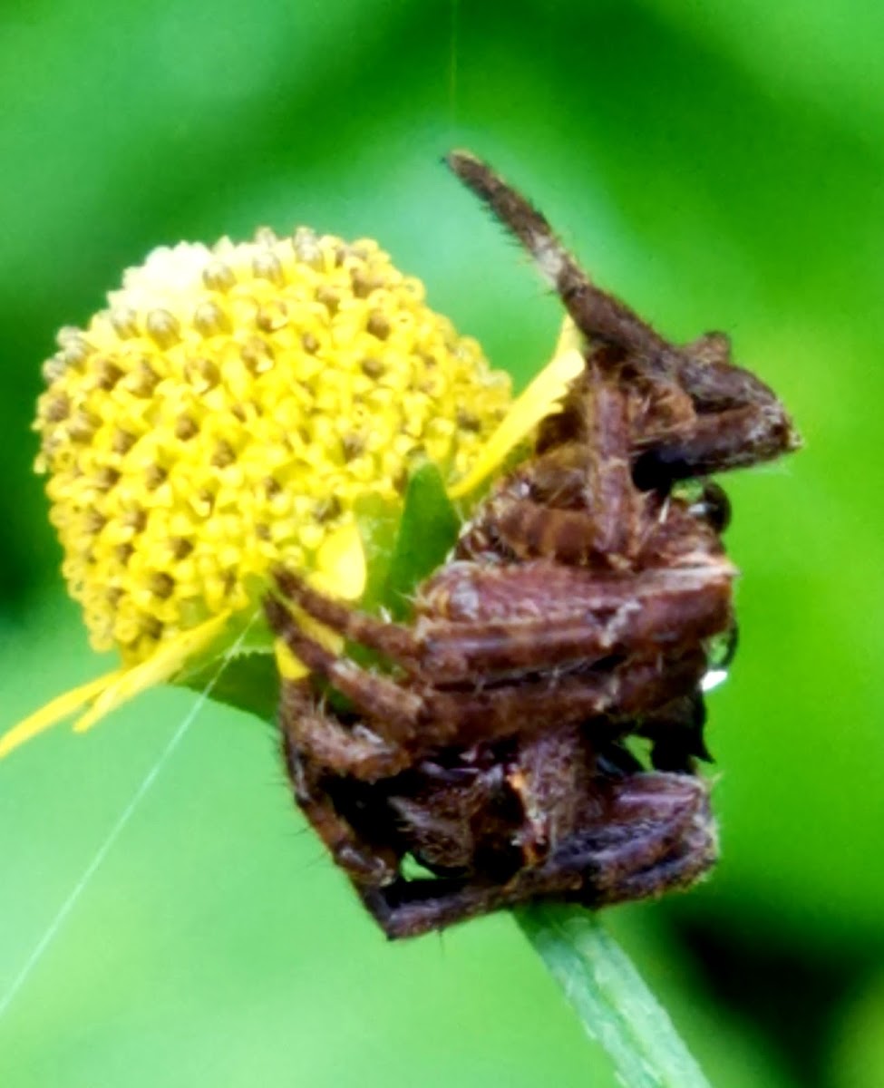 Common garden spider female