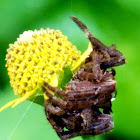 Common garden spider female