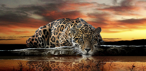 Descargar Fondos de Pantalla Jaguar HD para PC gratis - última versión -  