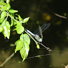 Blue Dasher