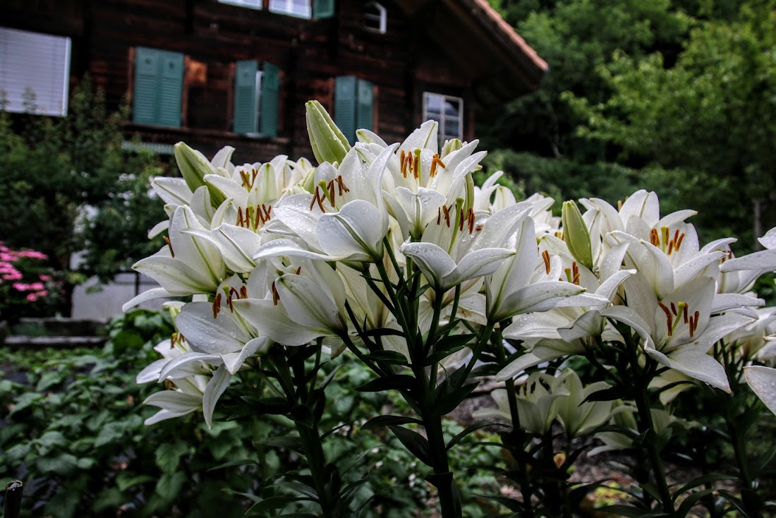 Люцерн, Фрибур, Бернский Оберланд и немного Женевского озера (июнь-июль 2020)