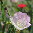 Pink Evening Primrose