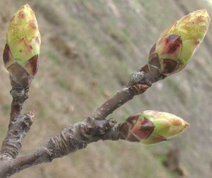 Sweet gum terminal buds