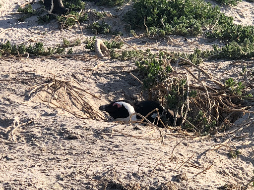 Penguins Cape Town South Africa 2018