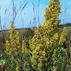 Showy Goldenrod