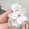 dogwood flower