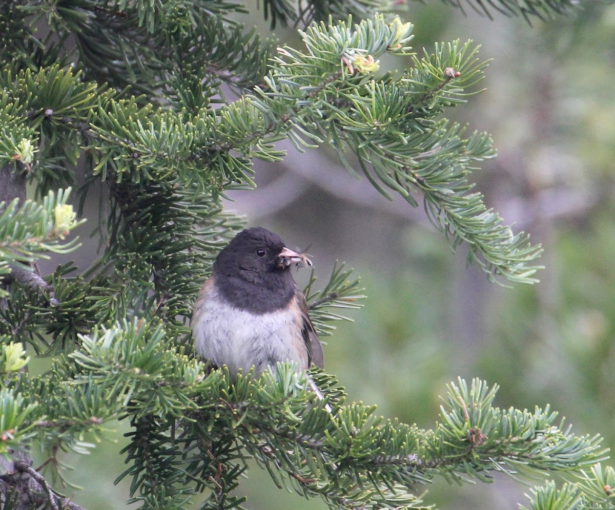 Dark-eyed Junco (Oregon race)