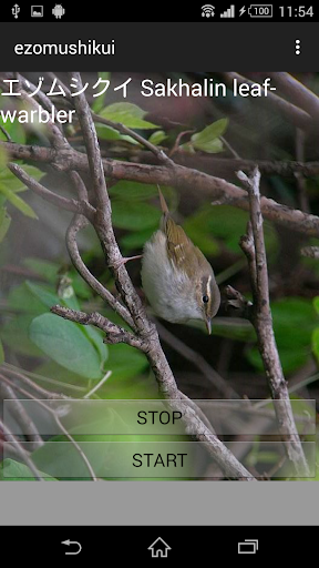 鳥の鳴き声エゾムシクイ