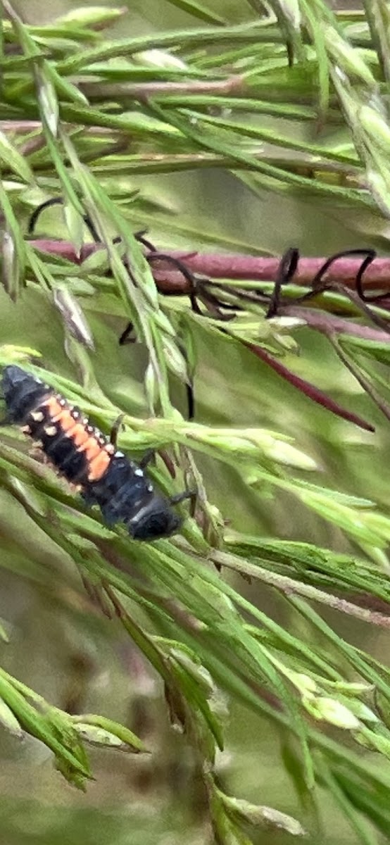 Asian Lady Beetle Larva