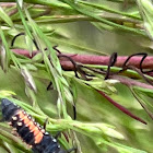 Asian Lady Beetle Larva