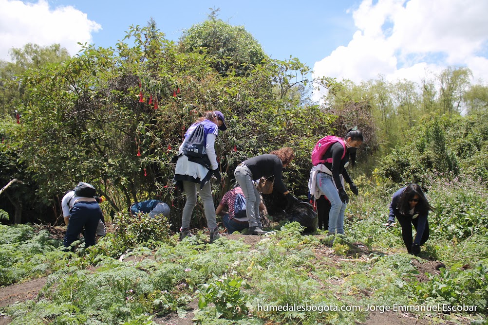 Recolección de residuos - Fundación Humedales Bogotá