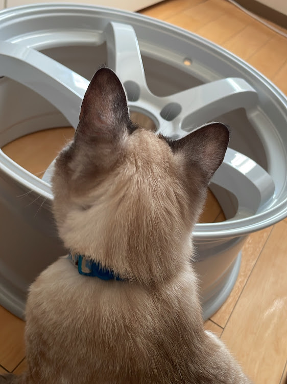 86の86の日・MT女子・8月もよろしくお願いしますに関するカスタム事例の投稿画像2枚目