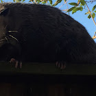 Virginia Opossum