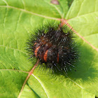 Giant Leopard Moth