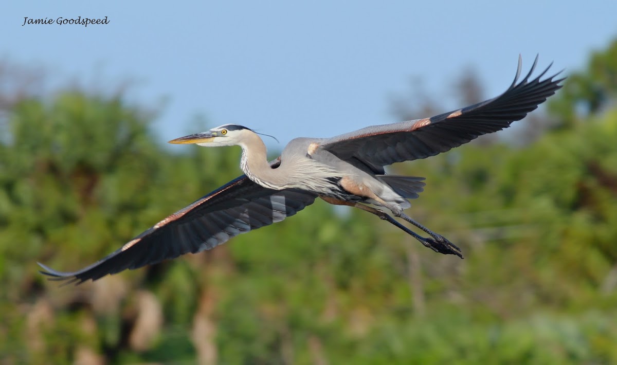 great blue heron