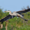 great blue heron