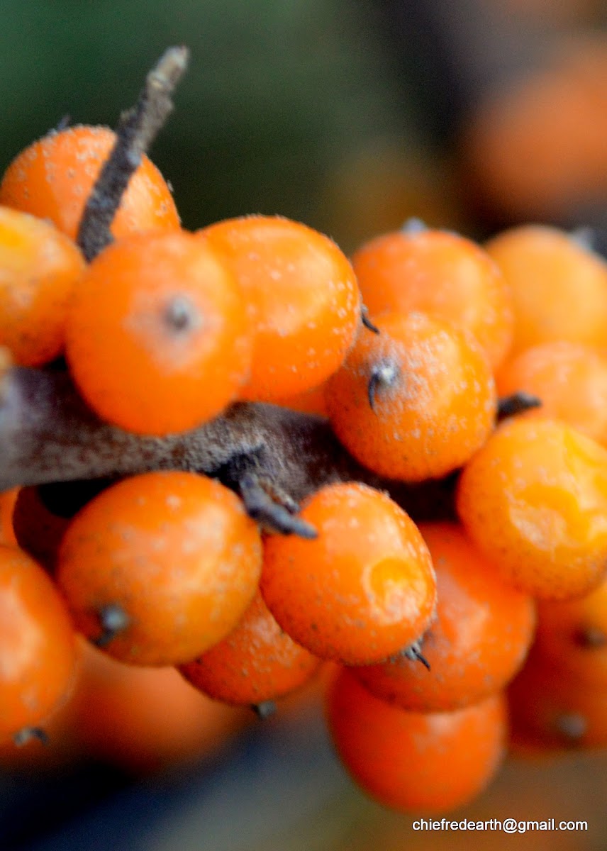 Willow-Leaved Sea Buckthorn