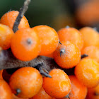 Willow-Leaved Sea Buckthorn