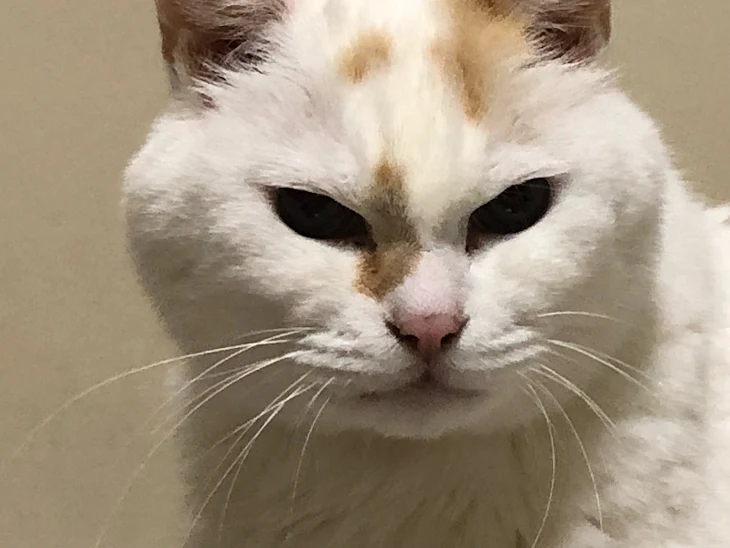 「猫の眼」のメインビジュアル