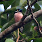 Black and Yellow Broadbill