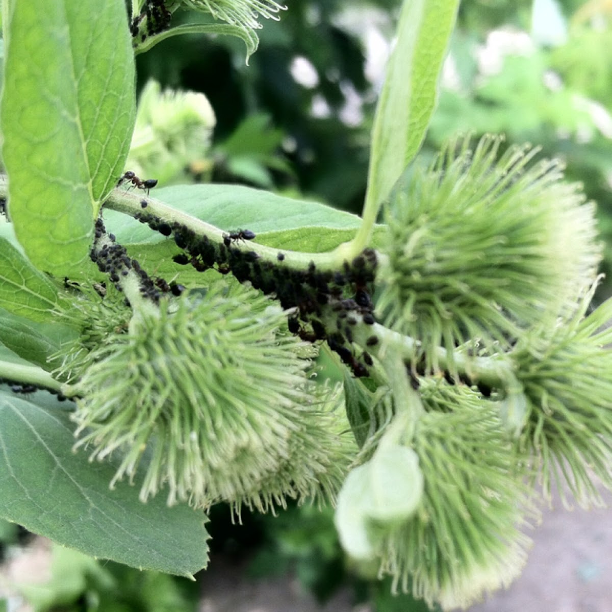 Aphid and ants on Birdoc.