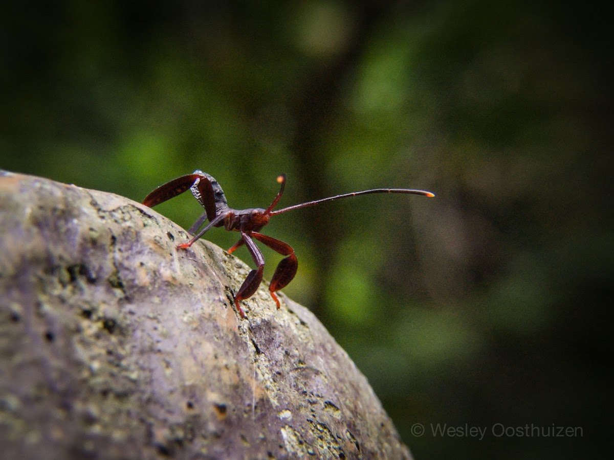 Leaf-footed Bug Nymph