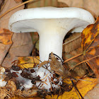 Foul Clitocybe