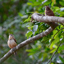 Carolina Wren