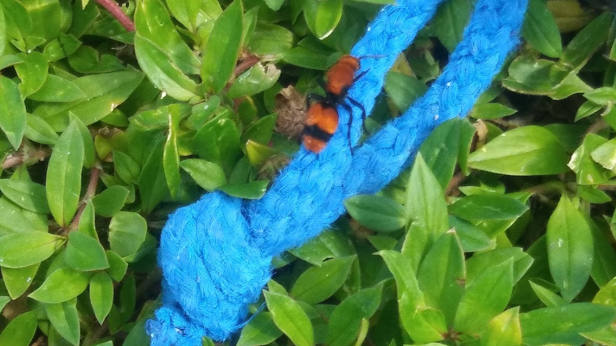 Red velvet ant