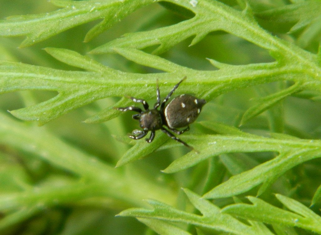 Heliophanus jumping spider