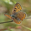 Sooty Copper