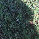 Bold-feathered Grass Moth