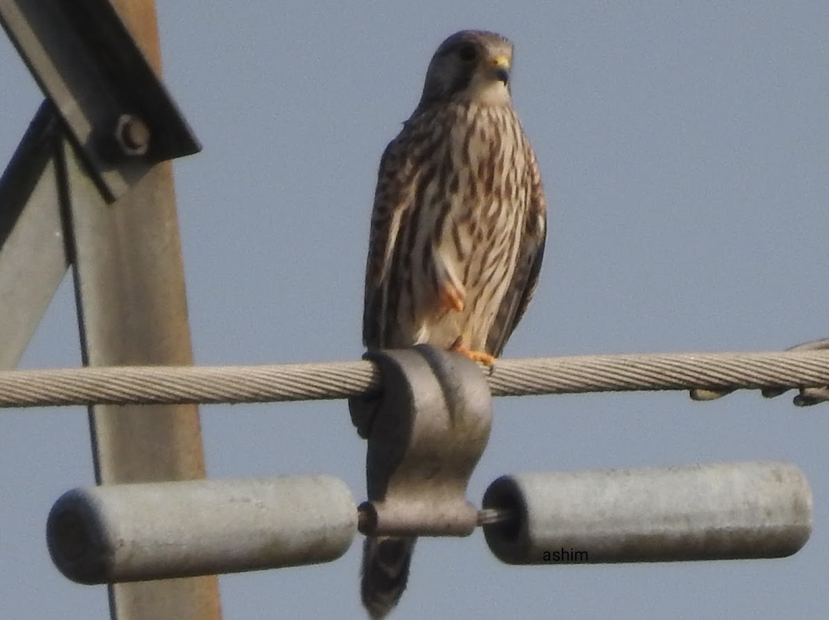 Common Kestrel,female