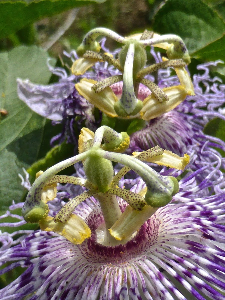 Maypop