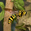 Yellow Potter wasp