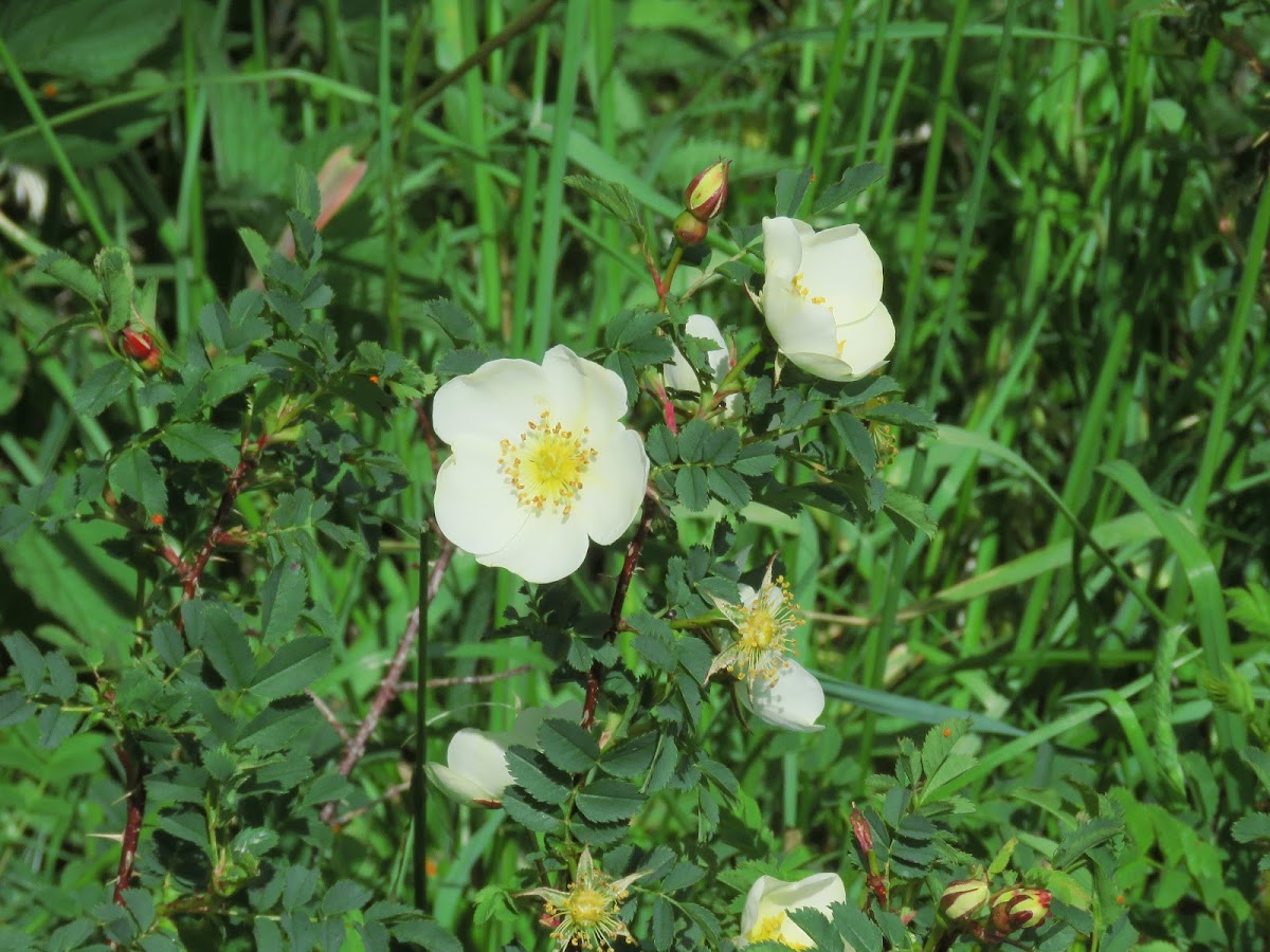 Dog Rose