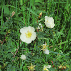 Dog Rose