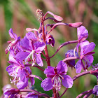 Rosebay Willowherb