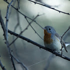 Taiga flycatcher