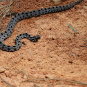 Pygmy Rattlesnake