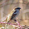 House Sparrow