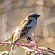 House Sparrow