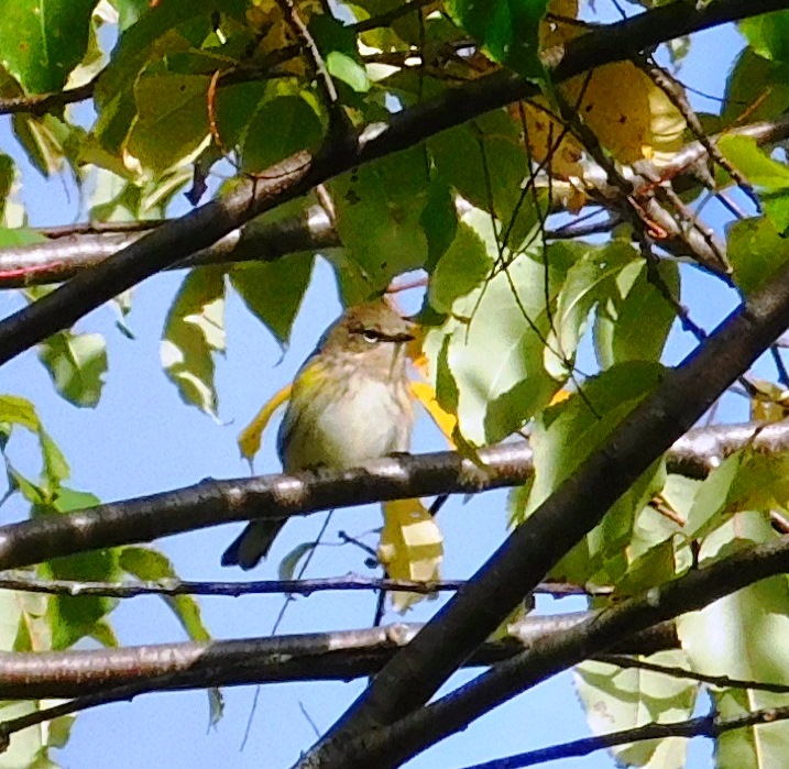 Yellow-rumped warbler